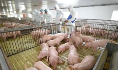 ‘Ông lớn’ ngành chăn nuôi bị xử phạt gần 400 triệu đồng giữa lúc kinh doanh gặp nhiều thách thức