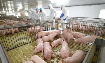 ‘Ông lớn’ ngành chăn nuôi bị xử phạt gần 400 triệu đồng giữa lúc kinh doanh gặp nhiều thách thức