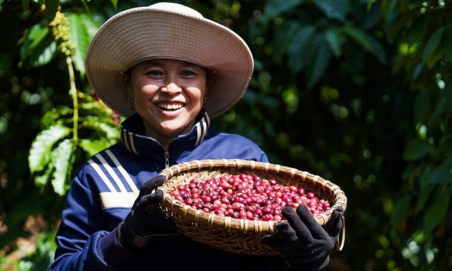 Tăng nhẹ 500 đồng/kg, giá cà phê chạm mốc 112.500 đồng/kg