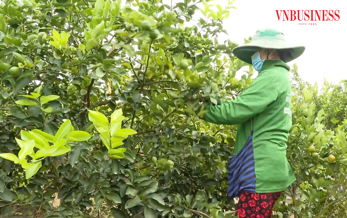 Từ những 'vườn rau không dấu chân' đến những mã QR giúp HTX kể chuyện bán hàng