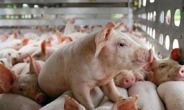 Giá lợn hơi tăng mạnh những ngày cuối năm