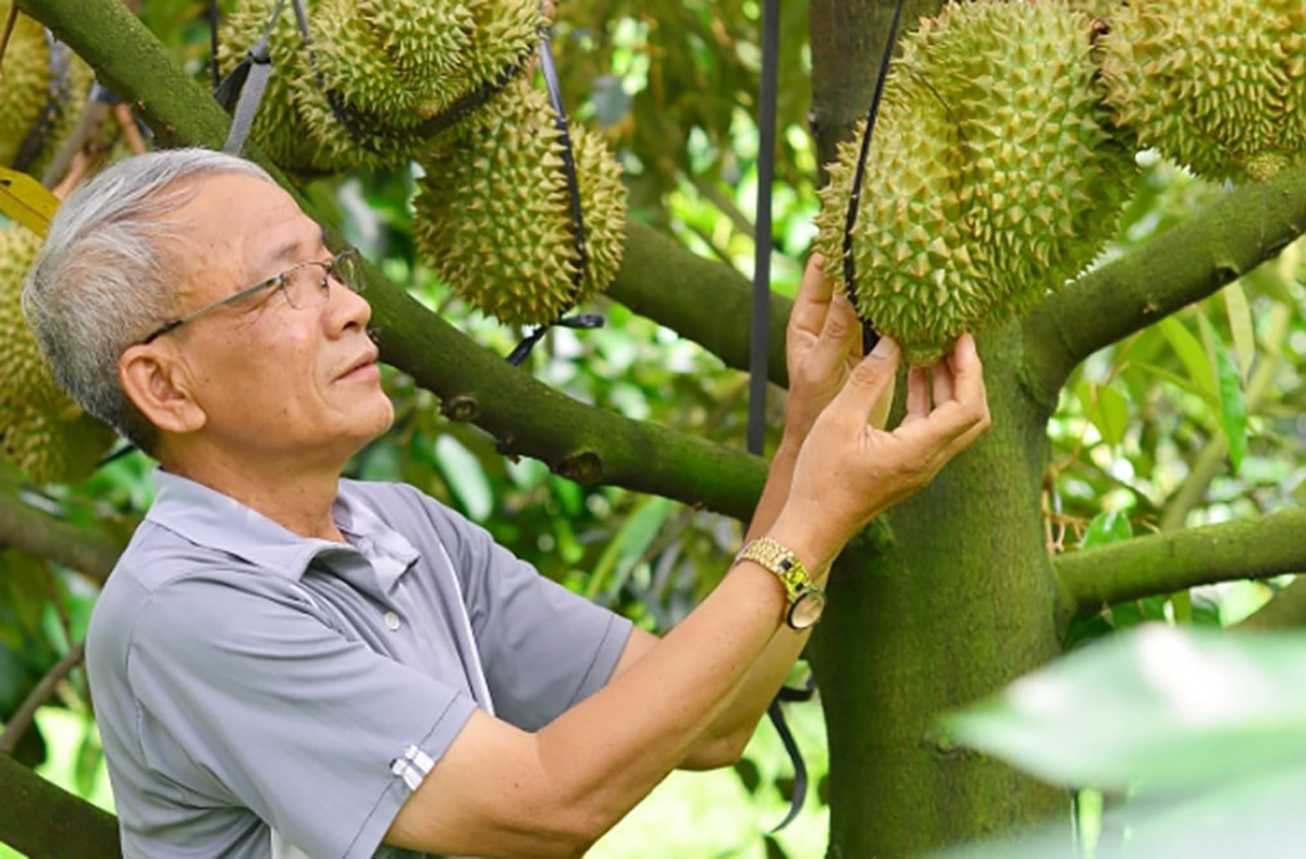 Ứng dụng khoa học công nghệ, &#039;chìa khóa&#039; cho trái cây Việt vươn ra thị trường quốc tế