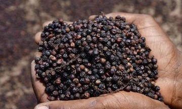 Cung cầu cân bằng, giá tiêu giảm mạnh đến 2.000 đồng/kg