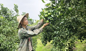 Đa hướng làm giàu trong xây dựng nông thôn mới ở Lạng Sơn