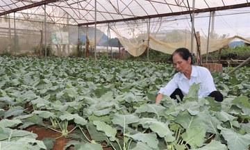 Liên kết &quot;3 nhà&quot; phát triển chuỗi nông sản khép kín