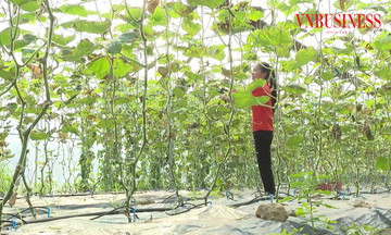 Người trẻ đua khởi nghiệp làm giàu với HTX công nghệ cao