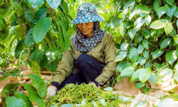 Giá tiêu tăng 500 đồng/kg, nguồn cung thu hẹp tạo áp lực tăng giá dài hạn