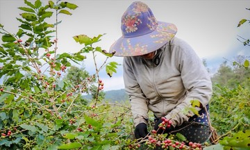 Áp lực trái chiều, giá cà phê tăng 300 đồng/kg