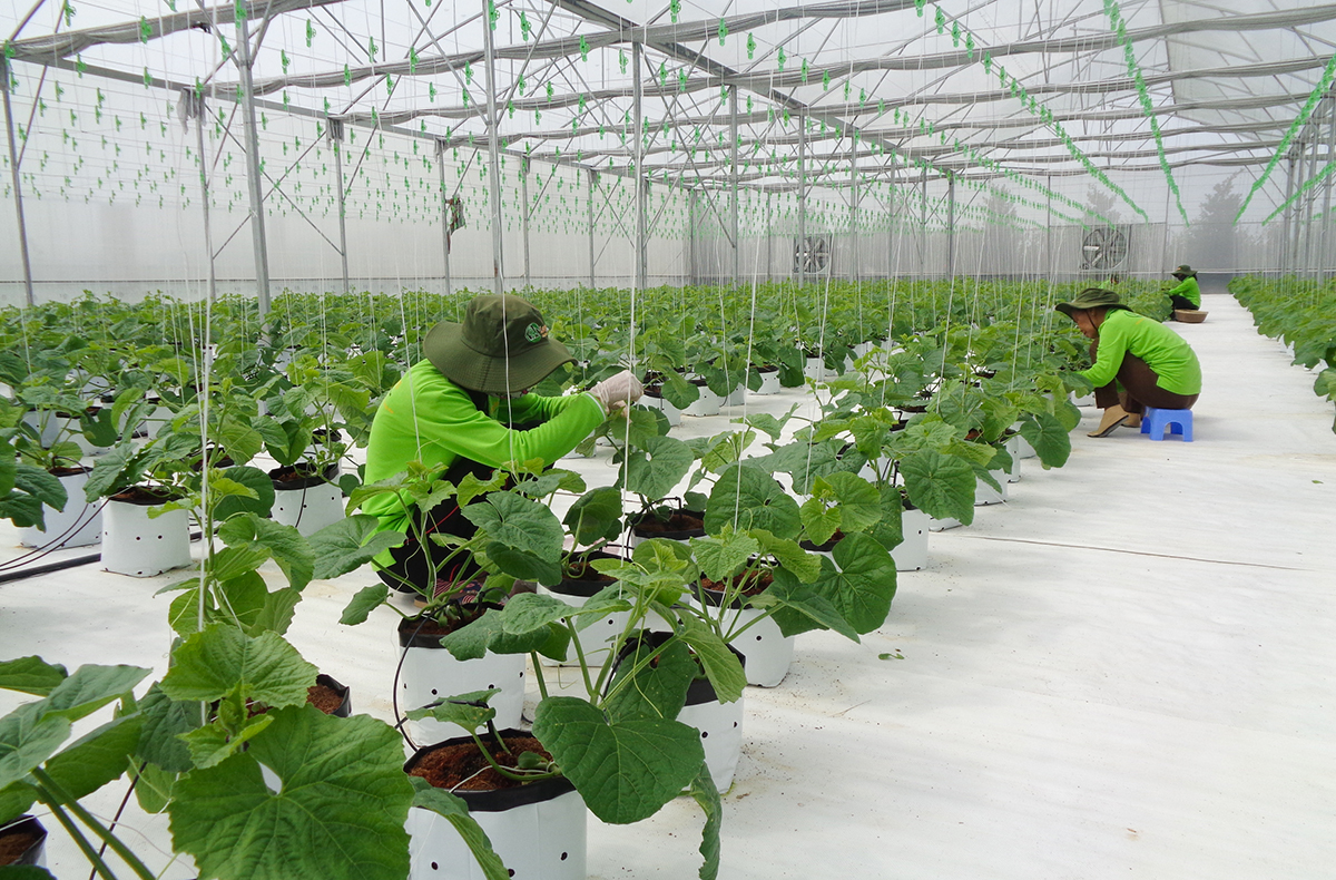 Làm chủ công nghệ, bước tiến mới của nông nghiệp Thanh Hóa