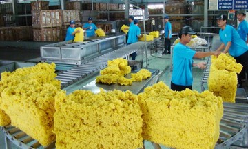 &#039;Mỏ vàng&#039; bị lãng quên: Ngành cao su thiên nhiên âm thầm báo lãi kỷ lục