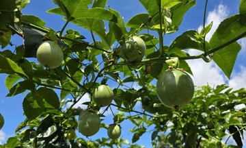 Chanh leo Việt tăng trưởng ngoạn mục nhưng vẫn &#039;mắc kẹt&#039; vì thiếu liên kết chuỗi