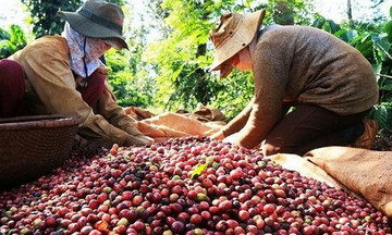 Giá cà phê giảm nhẹ, lùi về mốc 101.200 đồng/kg trong ngày cuối tuần