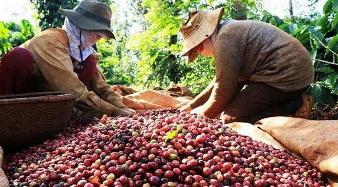 Giá cà phê giảm nhẹ, lùi về mốc 101.200 đồng/kg trong ngày cuối tuần