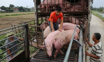 Gi&aacute; heo hơi tăng mạnh tại nhiều địa phương, cao nhất 64.000 đồng/kg