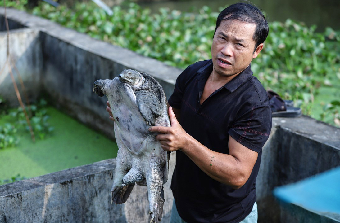 Ba ba gai C&aacute;t Thịnh &ldquo;mỏ v&agrave;ng&rdquo; mới từ kinh tế ao nu&ocirc;i