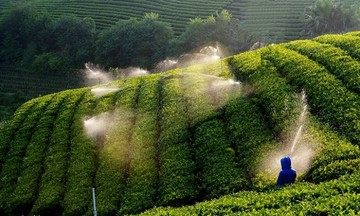 'Vị ngọt' n&ocirc;ng th&ocirc;n mới tr&ecirc;n những đồi ch&egrave;