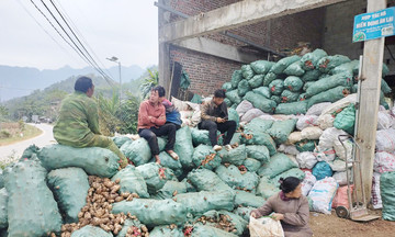 Dong riềng mất gần nửa gi&aacute;, tỉnh Cao Bằng ra 'chỉ thị khẩn'