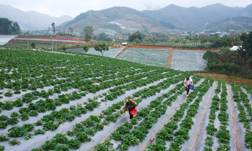 N&ocirc;ng nghiệp bền vững l&agrave;m &ldquo;đầu t&agrave;u&rdquo; x&acirc;y dựng n&ocirc;ng th&ocirc;n mới ở Sơn La