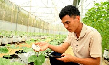 9X d&acirc;n tộc T&agrave;y ở Tuy&ecirc;n Quang đưa c&ocirc;ng nghệ l&ecirc;n non, h&aacute;i &lsquo;quả ngọt&rsquo; từ trồng dưa trong nh&agrave; lưới