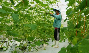 Lấy hợp t&aacute;c x&atilde; l&agrave;m n&ograve;ng cốt, Tuy&ecirc;n Quang th&uacute;c đẩy n&ocirc;ng nghiệp c&ocirc;ng nghệ cao