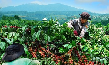 Giảm gần 4.000 đồng/kg, gi&aacute; c&agrave; ph&ecirc; tiếp tục lao dốc do nguồn cung dồi d&agrave;o