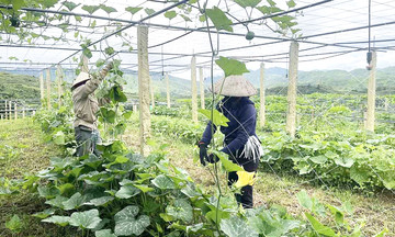 HTX Si Pa Ph&igrave;n v&agrave; b&agrave;i học li&ecirc;n kết &lsquo;ba nh&agrave;&rsquo; trong ph&aacute;t triển rau sạch v&ugrave;ng cao