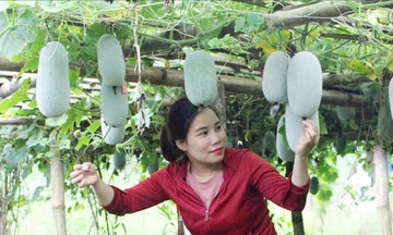 Miến dong, b&iacute; thơm &lsquo;kho&aacute;c &aacute;o mới&rsquo; nh&igrave;n từ tinh thần đổi mới s&aacute;ng tạo của HTX Yến Dương