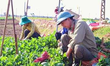 Chuy&ecirc;n gia đề xuất 5 giải ph&aacute;p then chốt x&acirc;y dựng chuỗi gi&aacute; trị n&ocirc;ng nghiệp xanh