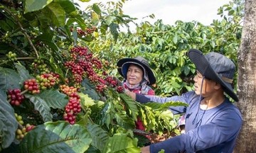 &Aacute;p lực nguồn cung tăng, gi&aacute; c&agrave; ph&ecirc; giảm 6 phi&ecirc;n li&ecirc;n tiếp