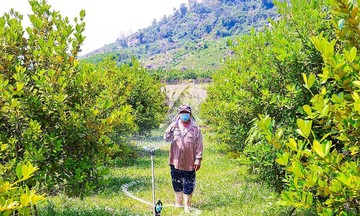 Số h&oacute;a v&agrave; khoa học c&ocirc;ng nghệ tạo động lực mới cho n&ocirc;ng sản Kh&aacute;nh H&ograve;a