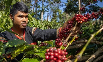 Đầu cơ bắt đ&aacute;y đẩy gi&aacute; c&agrave; ph&ecirc; tăng tới 1.500 đồng/kg