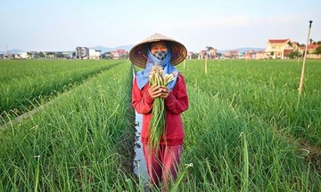 Đồng bằng s&ocirc;ng Hồng đẩy mạnh kết nối n&ocirc;ng sản, sẵn s&agrave;ng phục vụ thị trường Tết