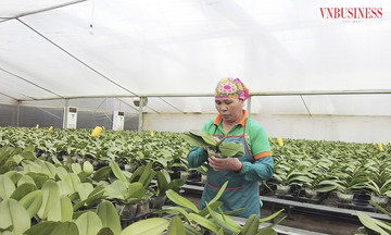 HTX ứng dụng c&ocirc;ng nghệ, &lsquo;bắt&rsquo; hoa lan đua nở 4 m&ugrave;a