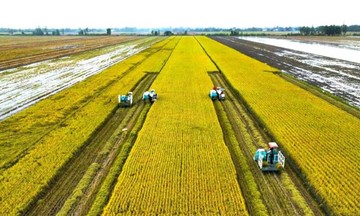 HTX l&agrave; &ldquo;hạt nh&acirc;n&rdquo; gi&uacute;p l&uacute;a chất lượng cao tăng doanh thu 5 triệu đồng/ha