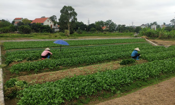Biến r&aacute;c thải n&ocirc;ng nghiệp th&agrave;nh 'v&agrave;ng xanh', HTX Hạ Long Xanh thu h&agrave;ng trăm tấn ph&acirc;n hữu cơ mỗi năm