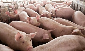 Gi&aacute; heo hơi lập mặt bằng mới, tiến s&aacute;t 71.000 đồng/kg trước Tết Nguy&ecirc;n đ&aacute;n 2026