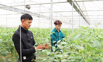 HTX của người trẻ l&agrave;m n&ocirc;ng nghiệp c&ocirc;ng nghệ cao tr&ecirc;n cao nguy&ecirc;n Mộc Ch&acirc;u