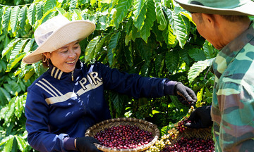 C&agrave; ph&ecirc; 'neo' gi&aacute; cao s&aacute;t năm mới, thị trường n&iacute;n thở chờ nhịp bứt ph&aacute; 2026