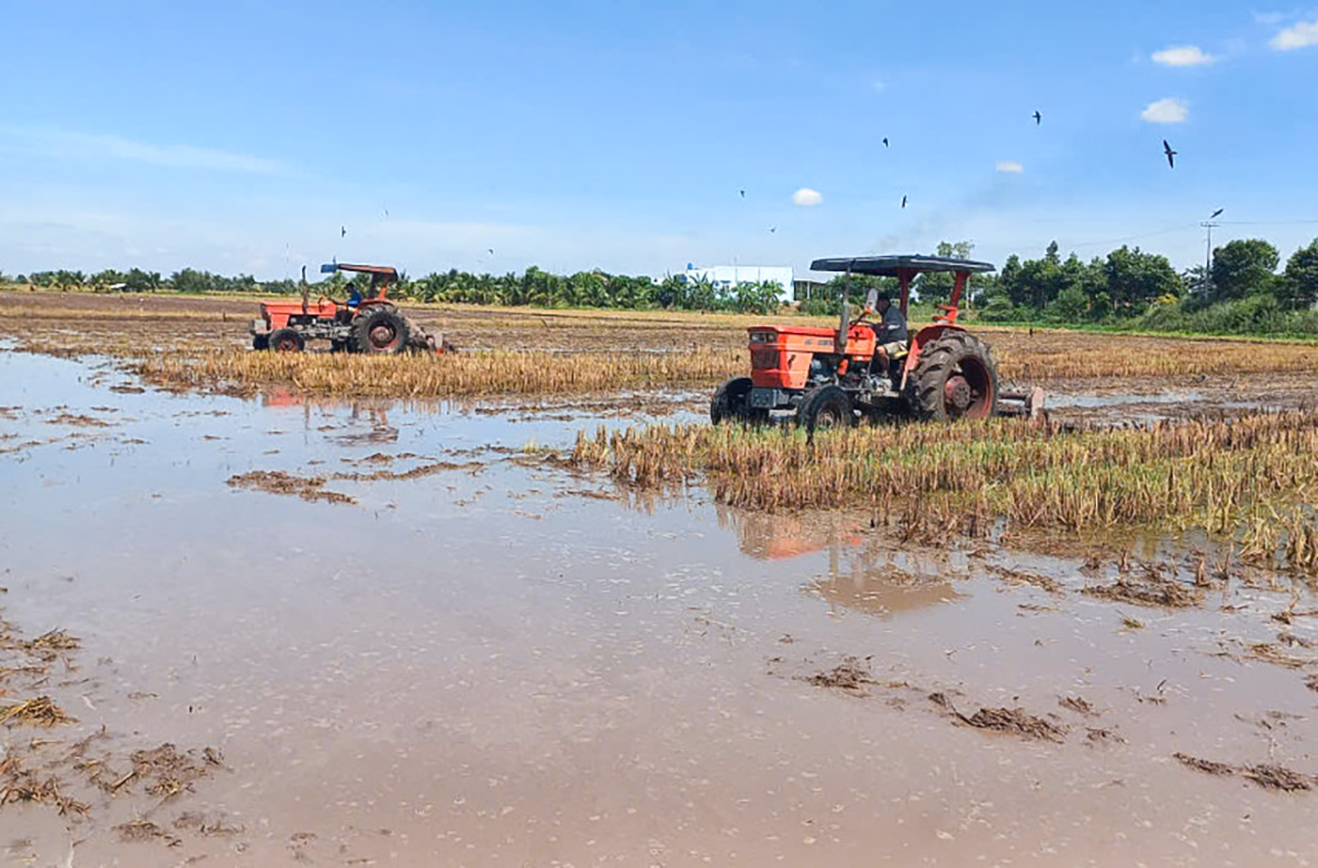 Vụ đ&ocirc;ng xu&acirc;n ở Đồng Th&aacute;p, HTX lo đầu v&agrave;o, n&ocirc;ng d&acirc;n vẫn canh c&aacute;nh đầu ra