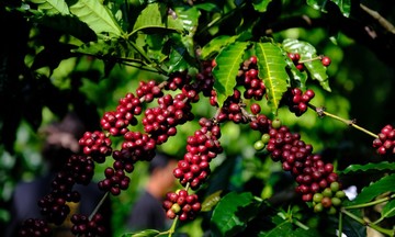 Tăng 2.000 đồng/kg, gi&aacute; c&agrave; ph&ecirc; &aacute;p s&aacute;t ngưỡng 100.000 đồng/kg