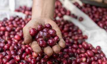 Gi&aacute; c&agrave; ph&ecirc; bất ngờ giảm tới 2.000 đồng/kg, thị trường chao đảo