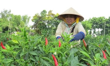 Ớt tươi 'đỏ lửa' cuối năm, thu hoạch tới đ&acirc;u, thương l&aacute;i mua hết tới đ&oacute;