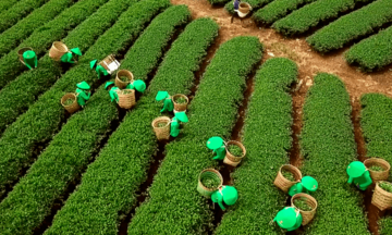 Bộ C&ocirc;ng Thương v&agrave;o cuộc, giải ph&oacute;ng gần 500 container ch&egrave; Việt Nam kẹt tại Pakistan