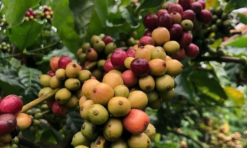 Phi&ecirc;n cuối năm, gi&aacute; c&agrave; ph&ecirc; bật tăng 1.000 đồng/kg